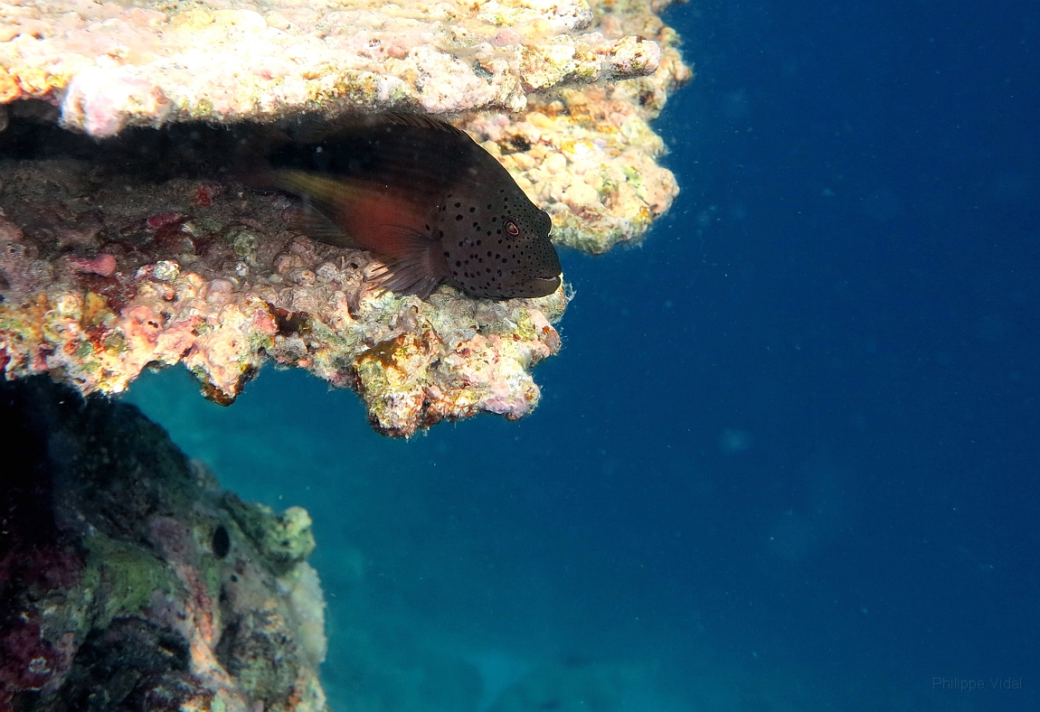 IMG_0740rf_Maldives_Madoogali_House reef_Poisson faucon a tache de rousseur_Paracirrhites forsteri.jpg